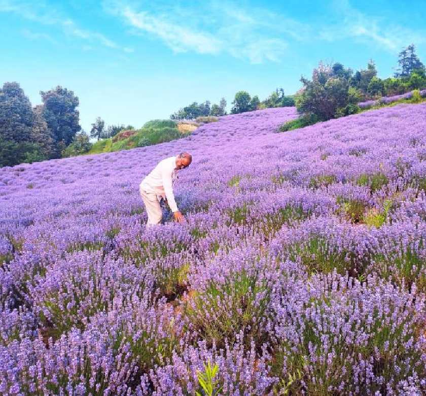 J&K Lavender